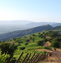 Weinberge in Chile